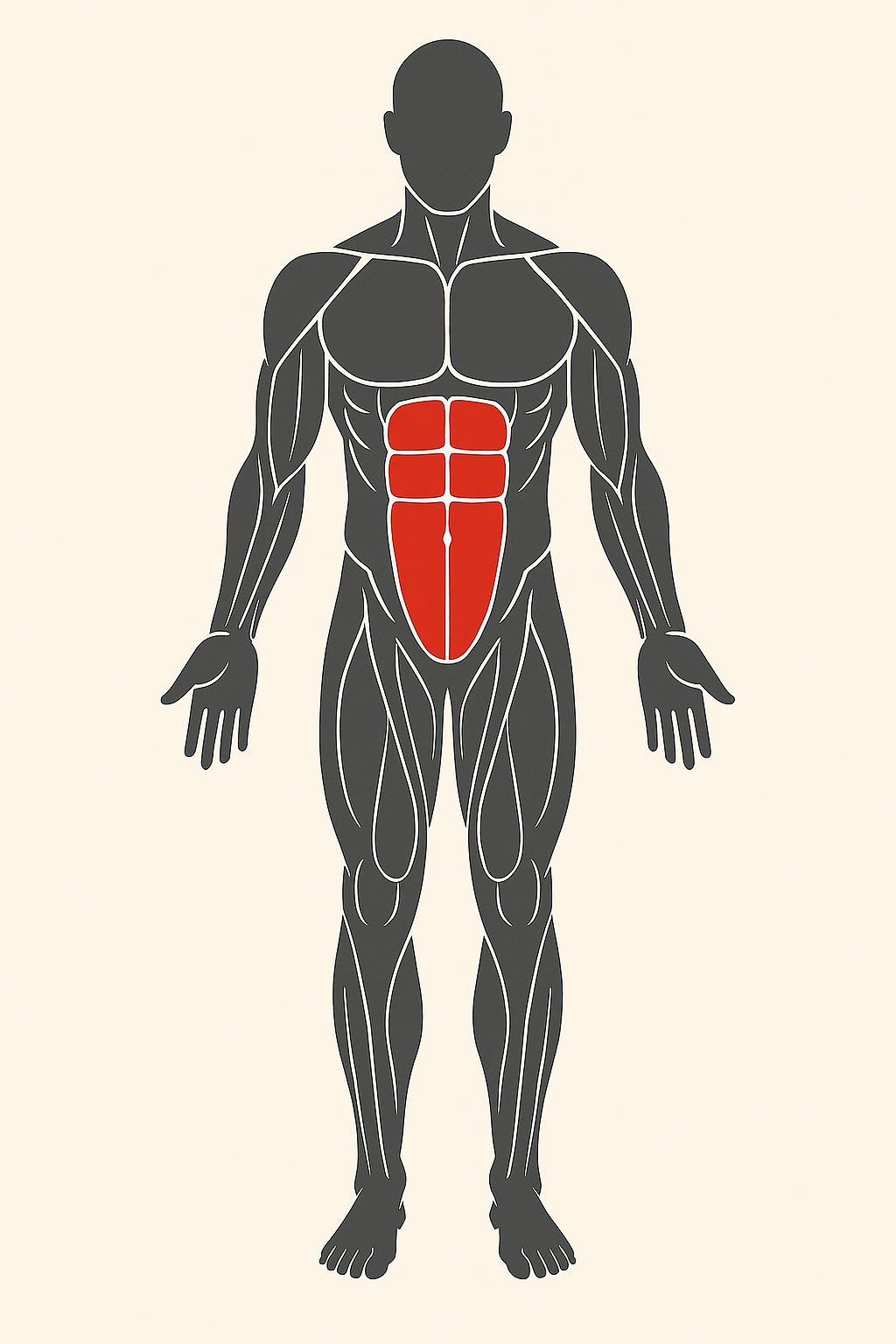 Ilustración de ejercicios para abdominales.