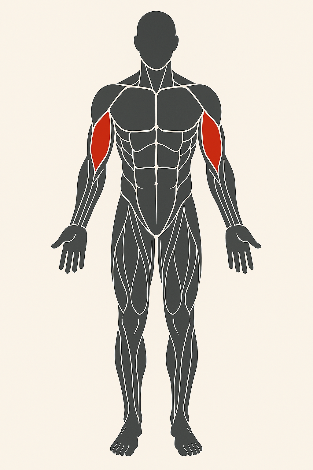Ilustración de ejercicios para bíceps.
