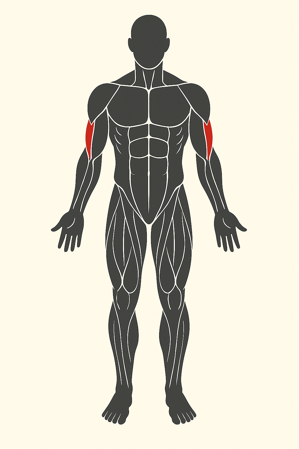 Ilustración de ejercicios para tríceps.